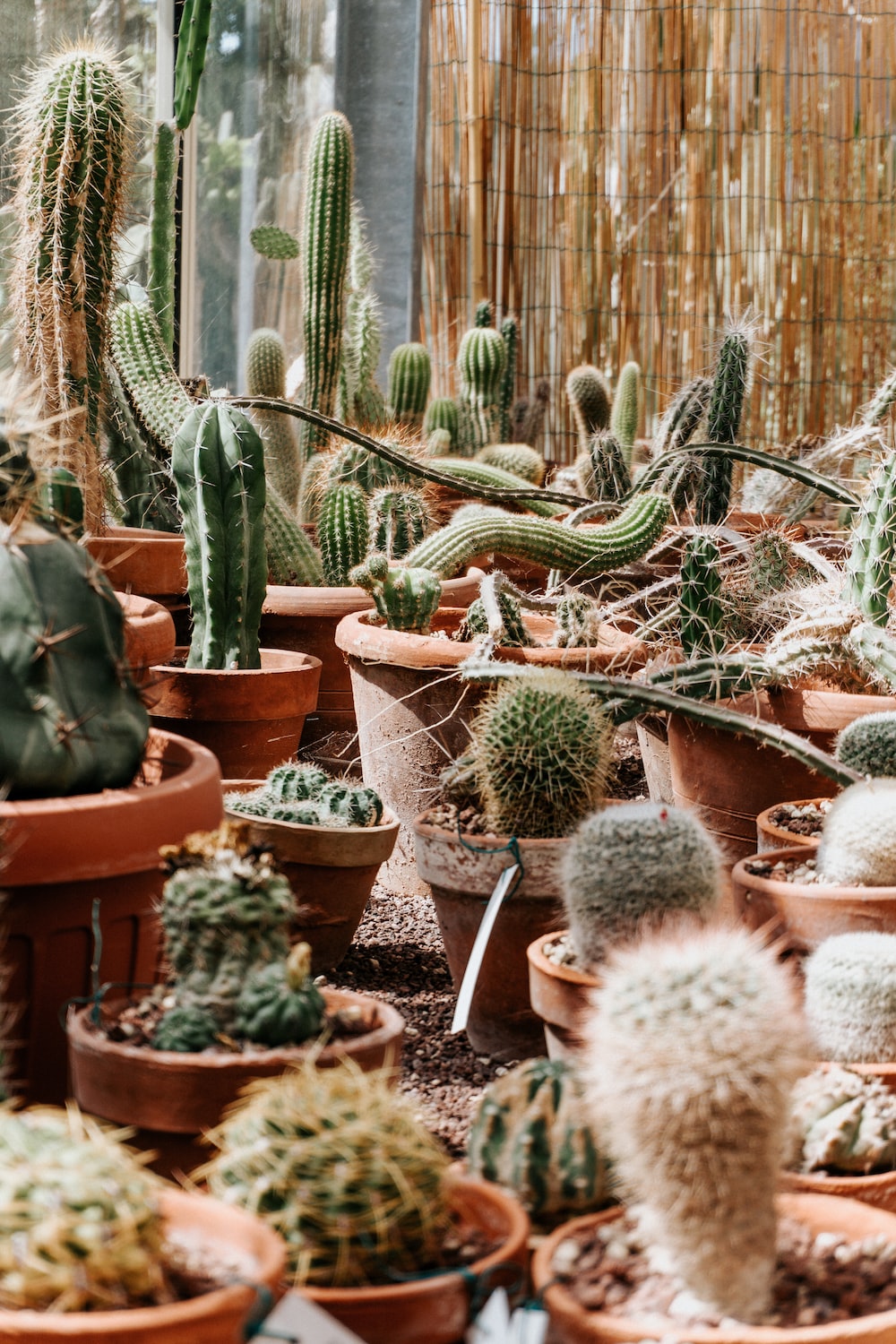 The meme features a picture of a crowded and disorganized cactus garden, with many cacti of varying sizes and shapes. The image is captioned "when you finally get to the last page of the book and realize you're still 3 chapters behind".